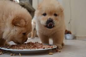Can dogs eat corn flakes cheap