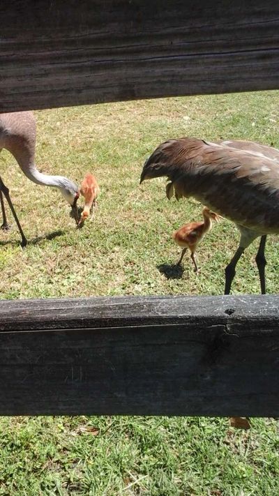 Sandhill cranes, mother & baby, on the golf course near Fairway Oaks. Photo by Dotti Dennis.