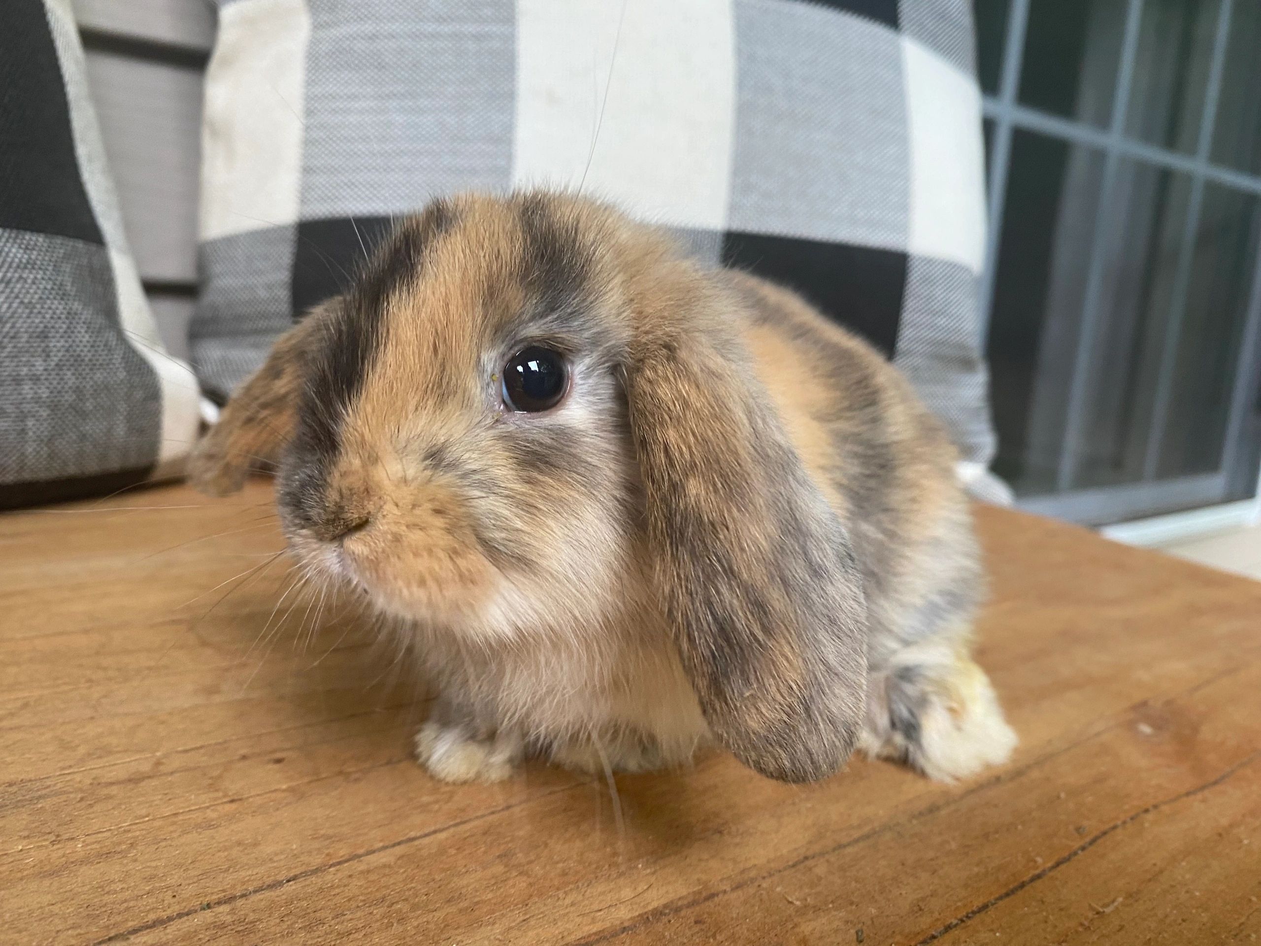 Close-up of a cute brown and black bunny.