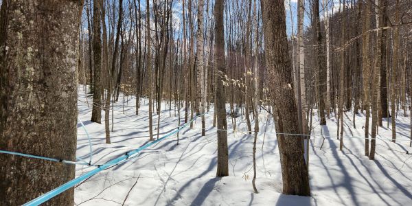 Snow-covered forest with blue tubing for maple syrup collection.