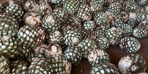 Agave!!! Yummy