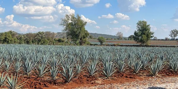 Family Agave Farm. 