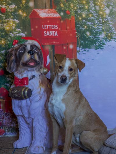 A dog sitting beside a festive dog statue and a Santa mailbox.