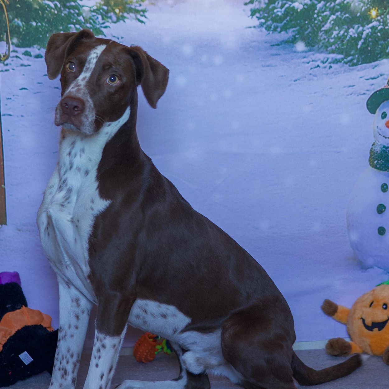 A brown and white dog sitting with a snowy winter background and toys.