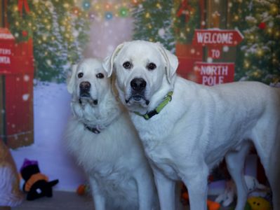 Two white dogs posing in front of a North Pole Christmas backdrop.