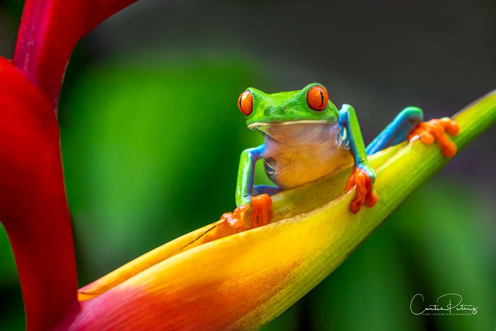 Colorful tree frog on vibrant plant.