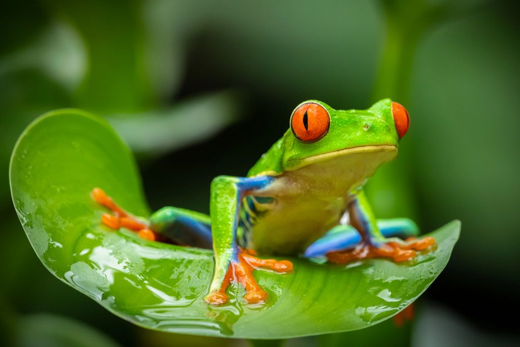 Red Eye Tree Frog. Puerto Jimenez Corcovado National Park, Costa Rica. Wildlife tour and workshop.