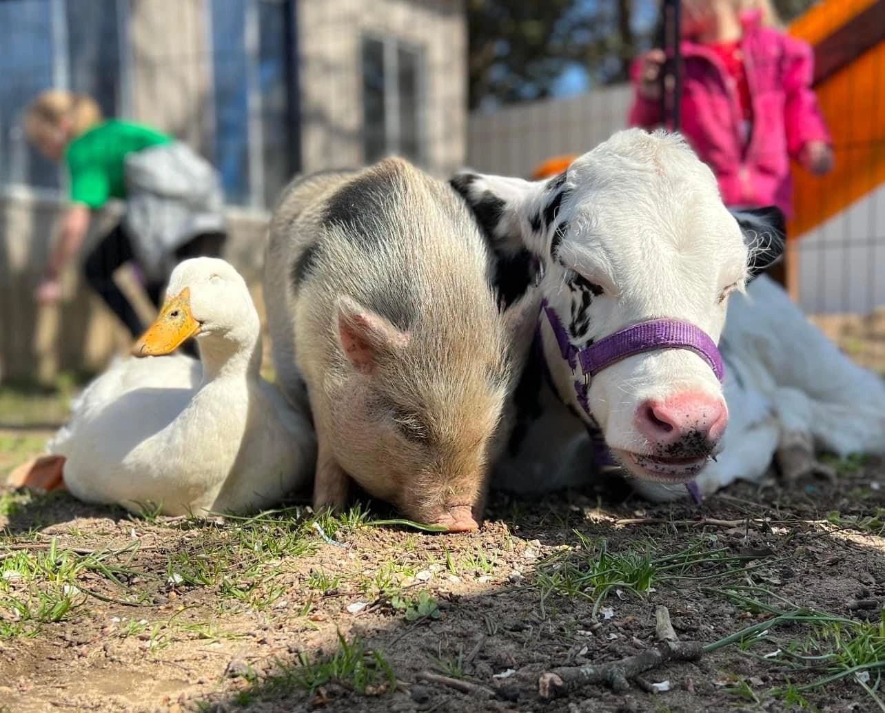 The Little Farm