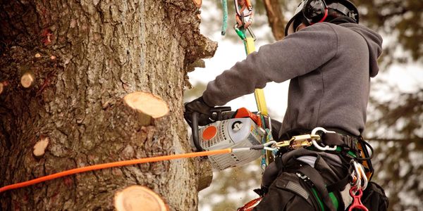 Arborist Tree Climbing Gear & Equipment