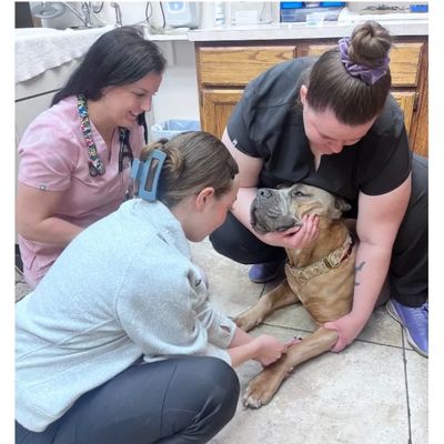 Wichita KS veterinarian Dr Paige Fawcett assisting shadowing local high school student