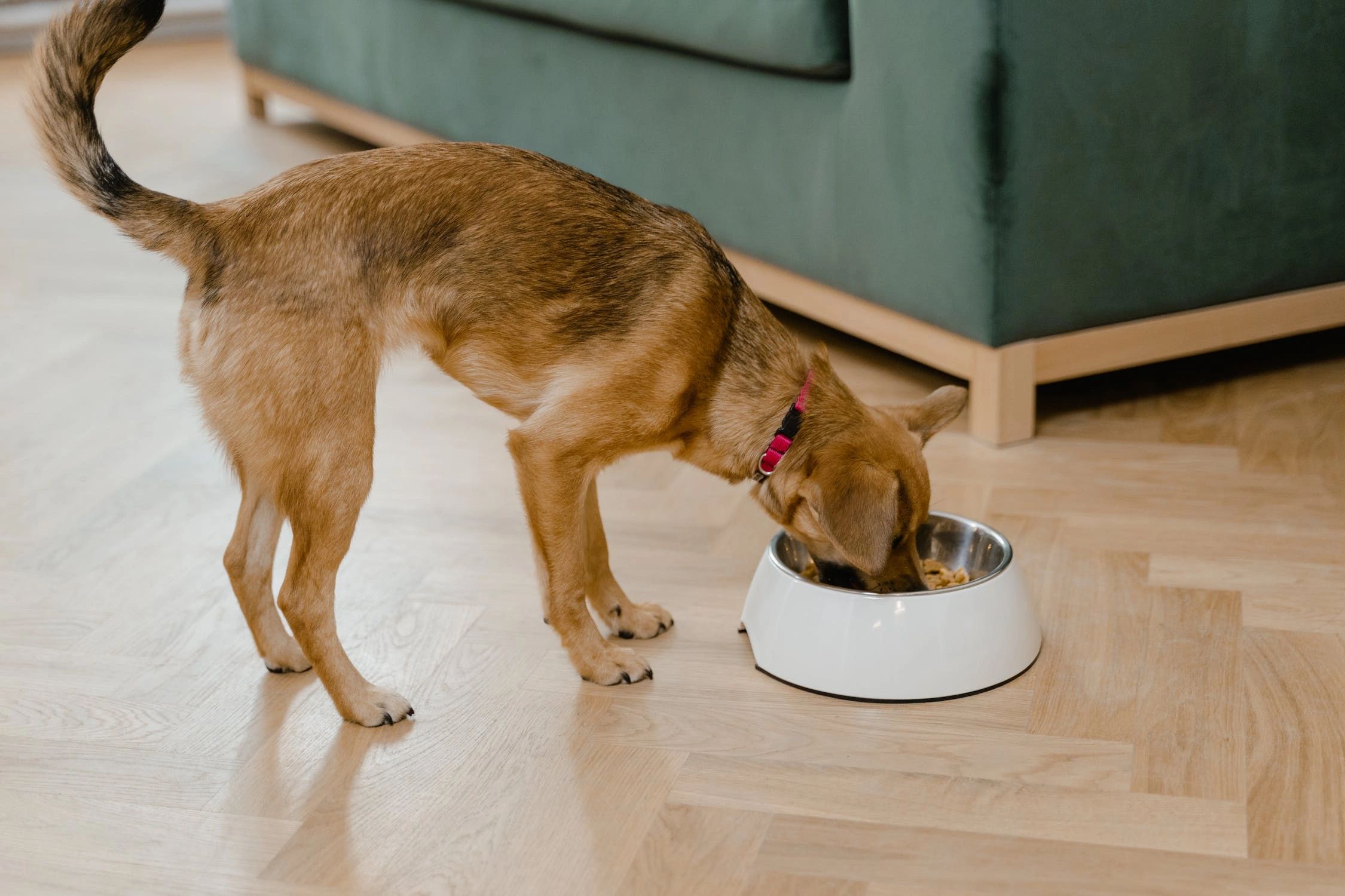 Is your dog off their food? Here are some surprising reasons