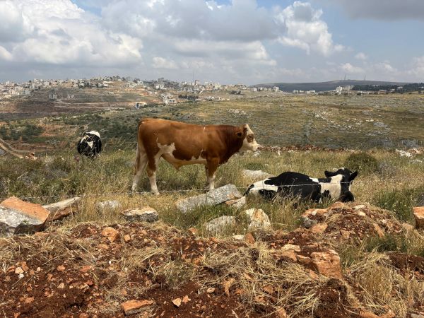 Cows grazing in a rocky field with a city on a hill in the background.