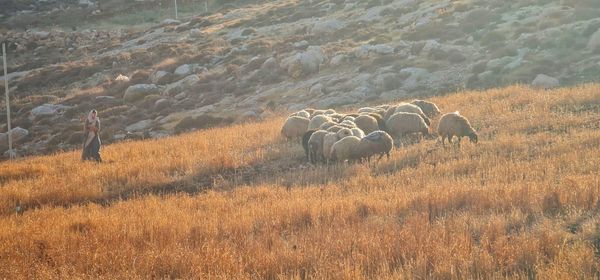 Shepherdess watching over sheep in a golden field.