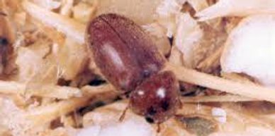 Image of Cigarette Beetle