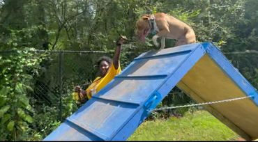 Dog and Trainer in agility exercise