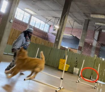 Trainer and Dog working on agility exercise