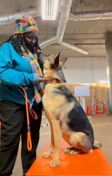 Trainer and dog in sit position with look at me command