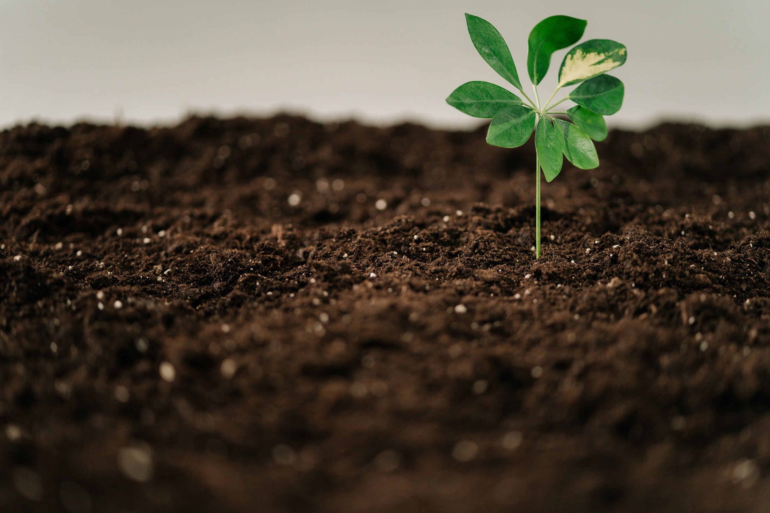 A small green plant sprouting from rich soil against a plain background.