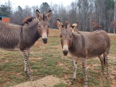 Pippi Z-Donk and her sister Pippa are really  Donkbra's. They are the only  two known to exist.