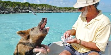 Bahamas,  swimming with pigs, beach