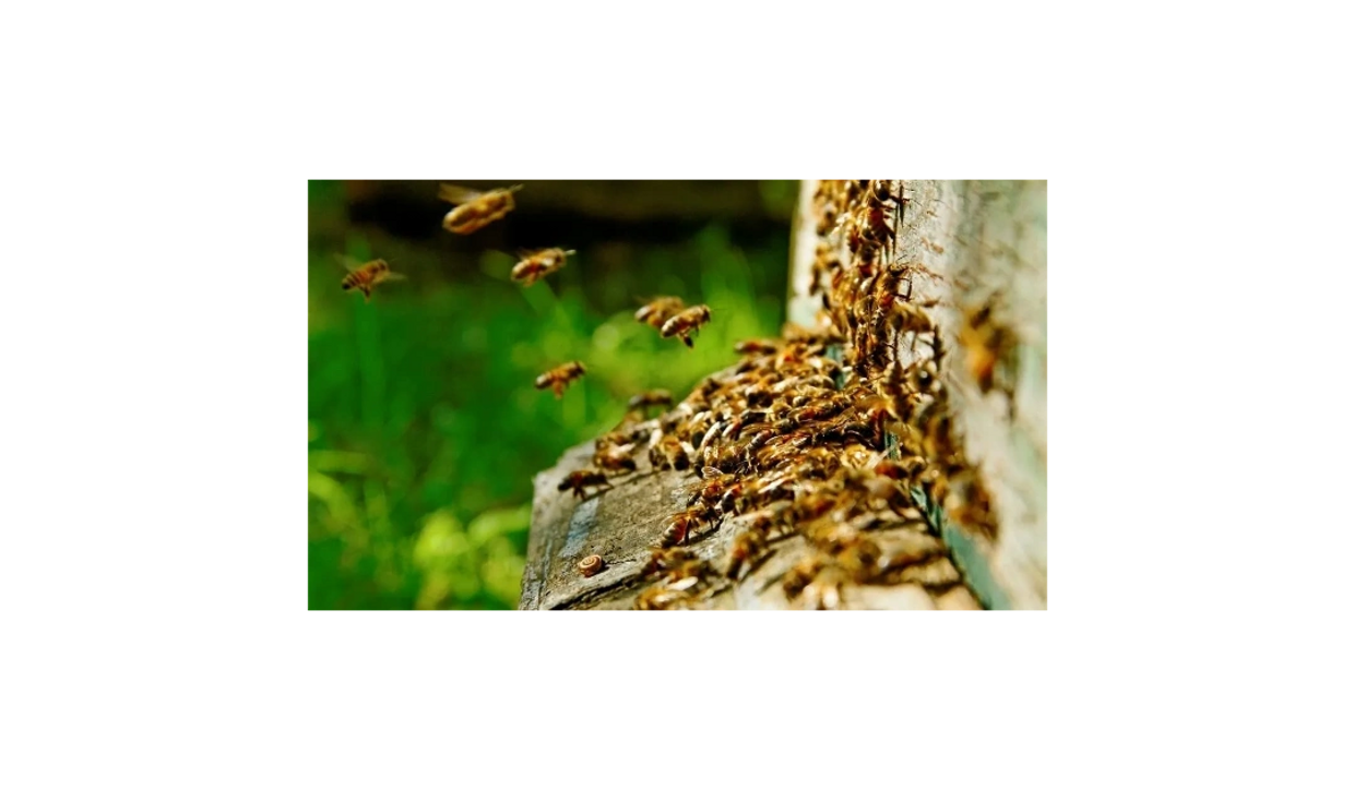 Bees swarming around a hive entrance in a green environment.