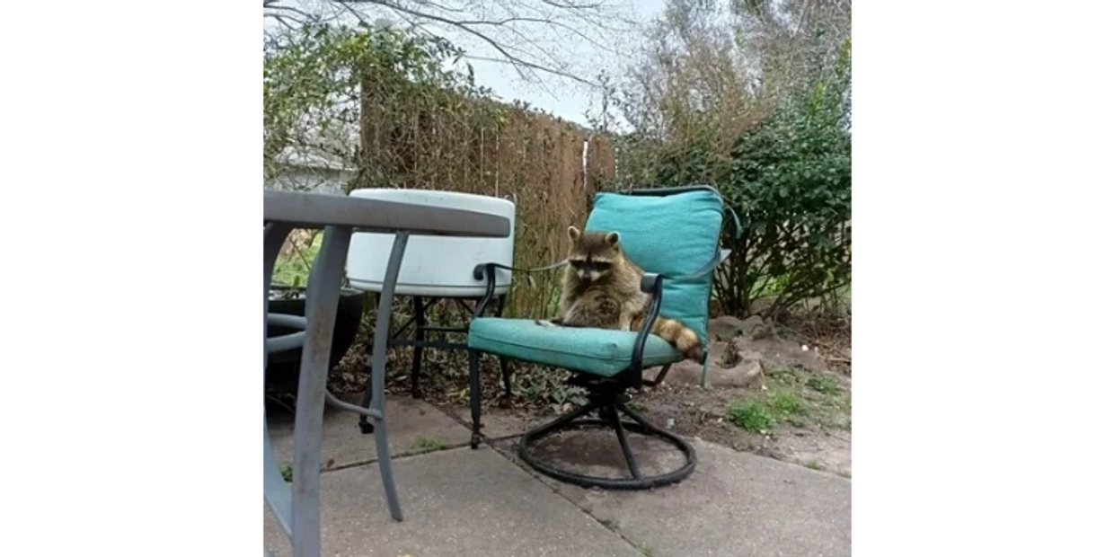 A raccoon sitting on a teal patio chair outdoors.