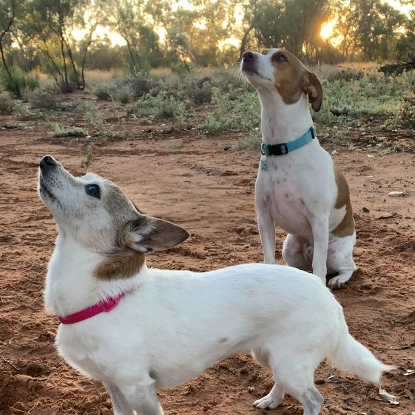 Bella and Duke, Chihuahua and Jack Russell