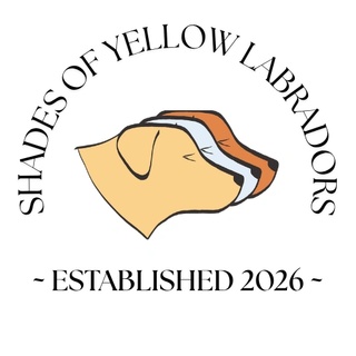 Shades of Yellow Labradors