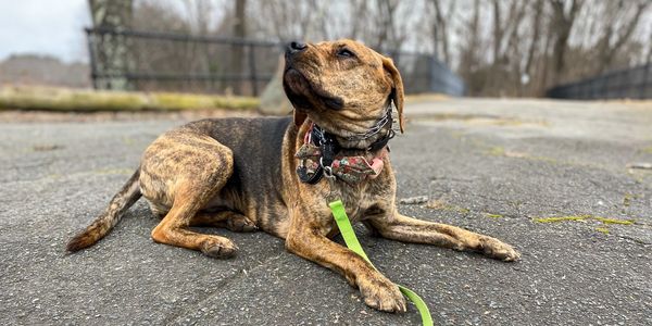 Dog doing a down / stay command while in park. behavior modification training. 