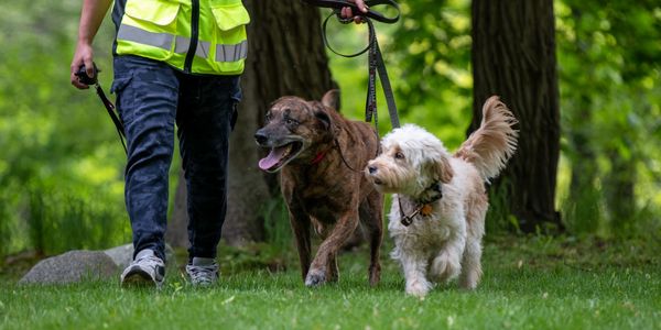 woman walking two dogs 