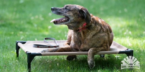 Dog on mat doing place / stay command 