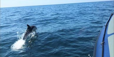 Dolphin leaping out of water next to blue RIB boat in Falmouth Bay Helford River