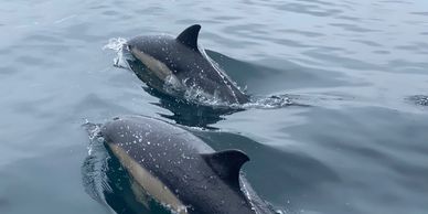 Image: a close up to two common dolphins in a smooth sea near Falmouth UK