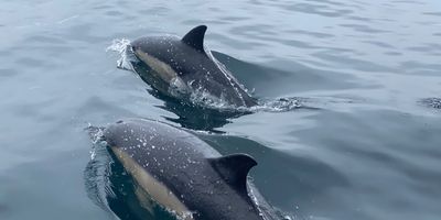 Image: a close up of two dolphins in Falmouth Bay, UK