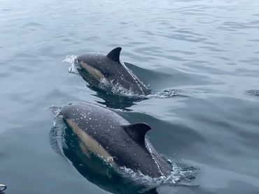 Two Dolphins in Falmouth Bay