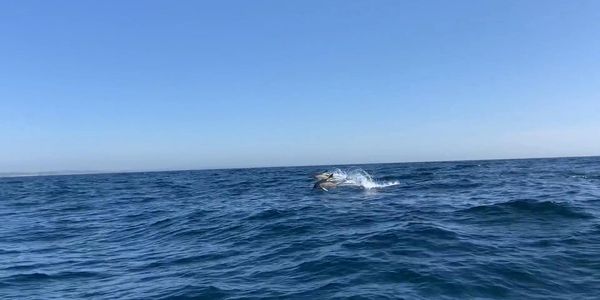 Image: two dolphins leaping out of the water in Falmouth Bay, UK