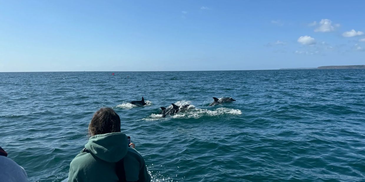 Image: dolphins in Falmouth bay