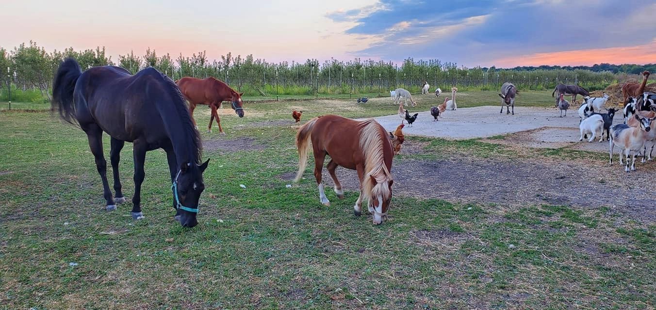 Horses, aplaca, turkeys, chickens, petting zoo, family farm, buy local, local farm, farmers market, 