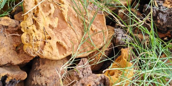 MULBERRY MUSHROOM