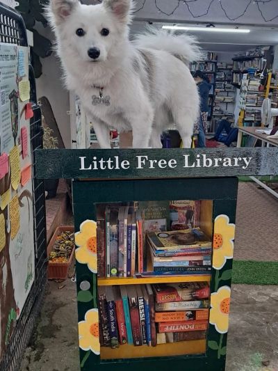 White dog standing on a Little Free Library box.