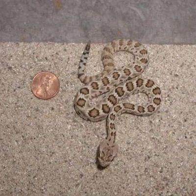 baby rattlesnake next to coin