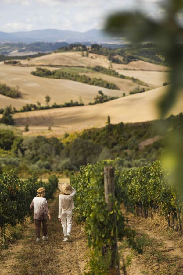 Two people walking through a vineyard in a rolling countryside.