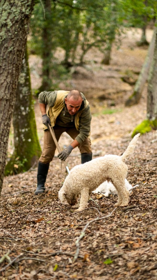 Man with dog digging in forest leaves.