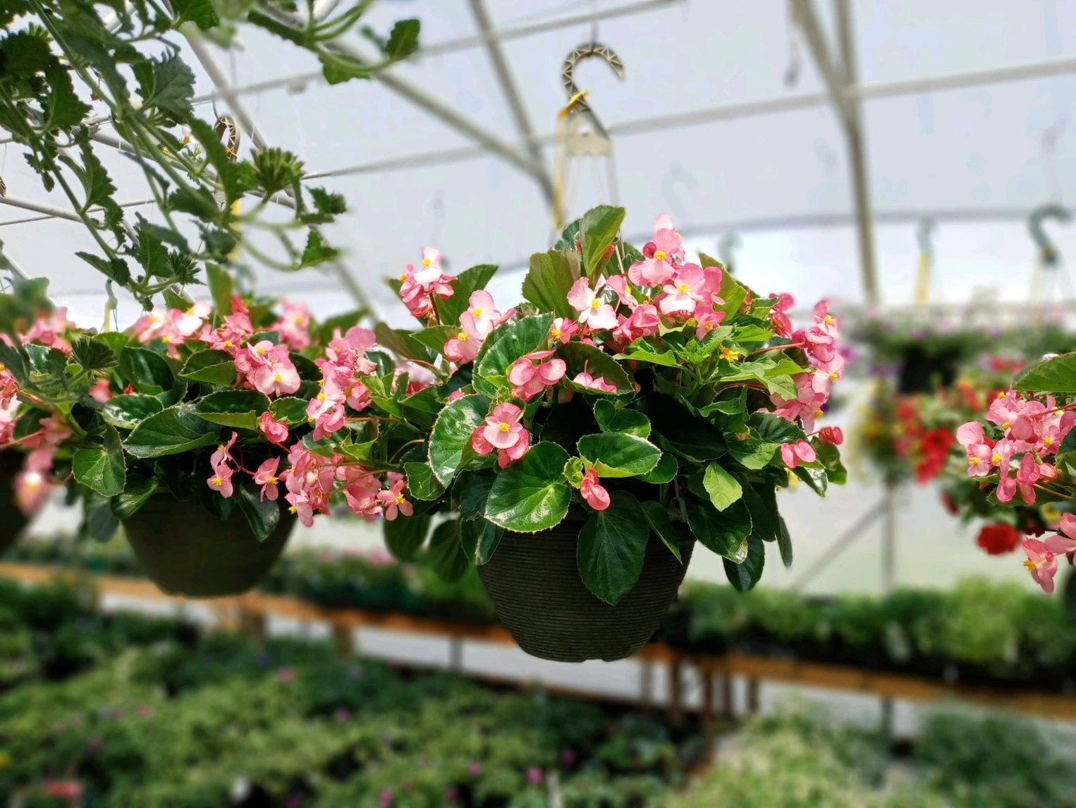 Laura's Garden & The Flower Shop at Laura's Garden in Salem, New York