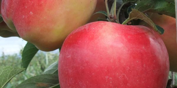 Ambrosia apples on a tree