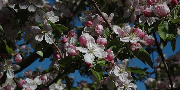Ambrosia apples in bloom