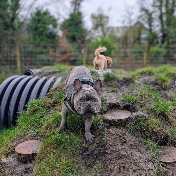 Two dogs exploring a muddy, grassy hill outdoors.