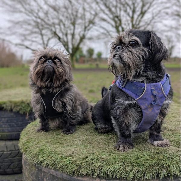 Two small dogs wearing harnesses sit on grassy tires outdoors.