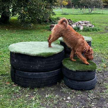 Irish Terrier dog jumping on a tyre mound

