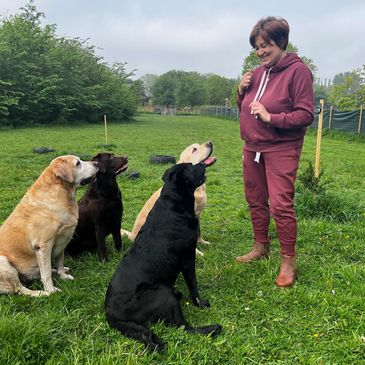 Female standing with 4 Labradors sitting looking at her
